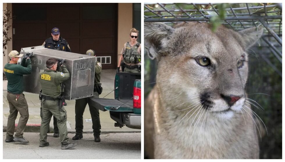 A young mountain lion was spotted in Pacific Heights, San Francisco, and safely captured by wildlife officials. Learn safety steps and local details.