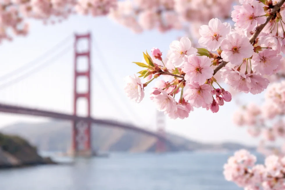 Discover the best spots for cherry blossoms and wildflowers in San Francisco for Spring 2026. Expert guide to Japantown, Golden Gate Park, and the Presidio with peak dates and photo tips.